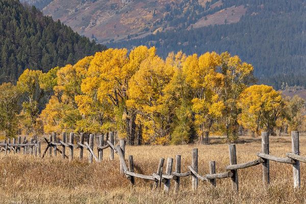 Jones, Adam 아티스트의 Cottonwood trees and fence in fall and Teton Range-Grand Teton National Park-Wyoming작품입니다.